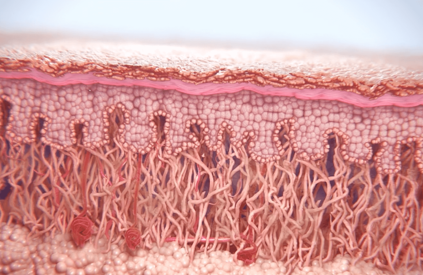 Drawing of collagen restoration 