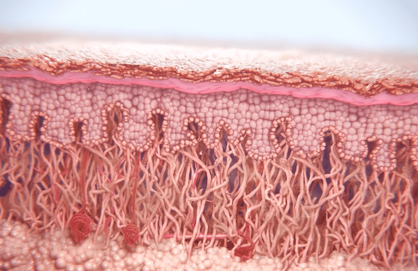 Drawing of collagen restoration